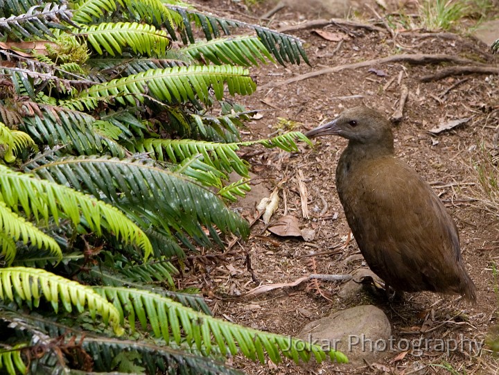 Lord Howe Island_20061211_083.jpg